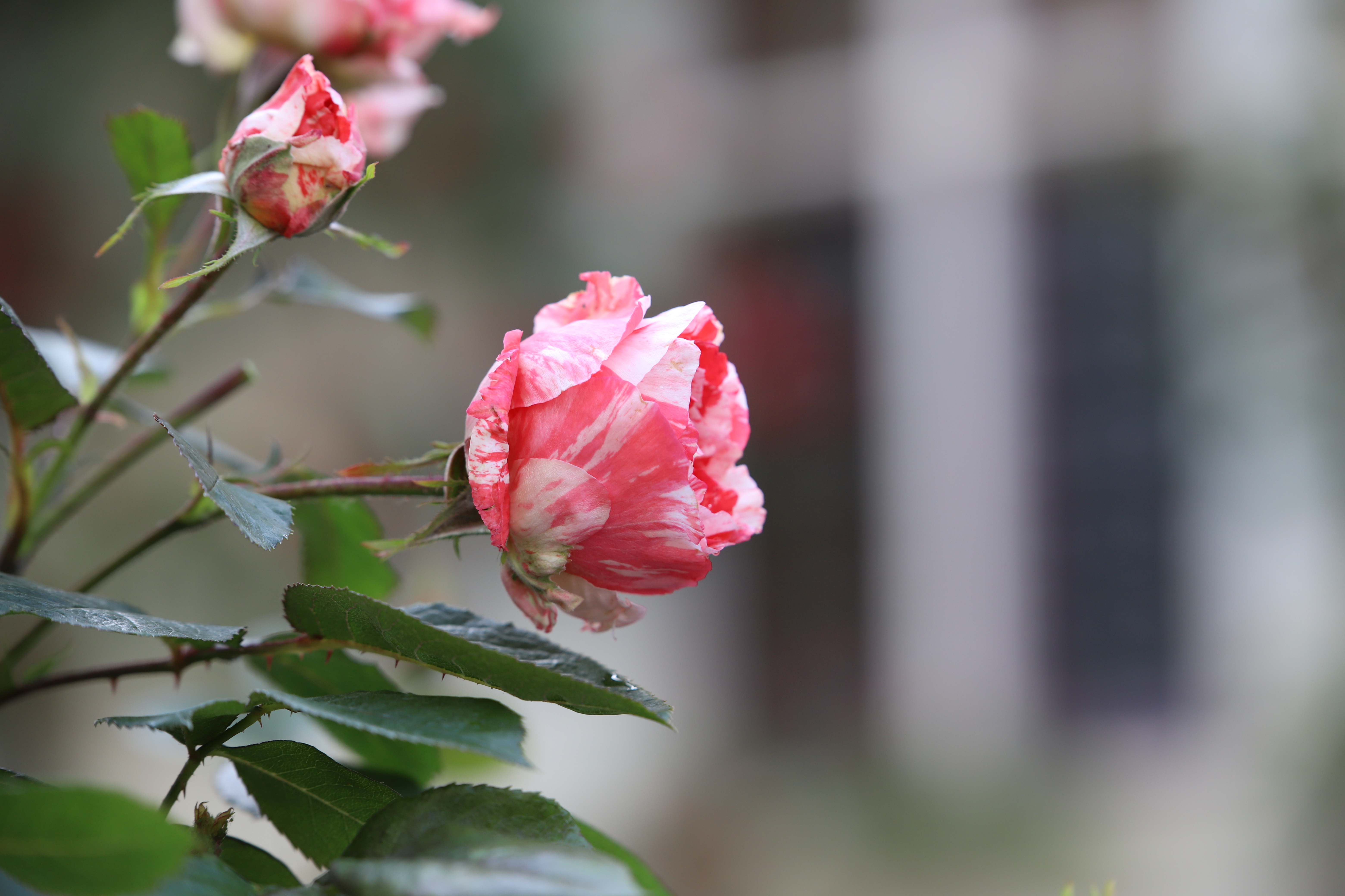 ©SUNFLOR - Primavera